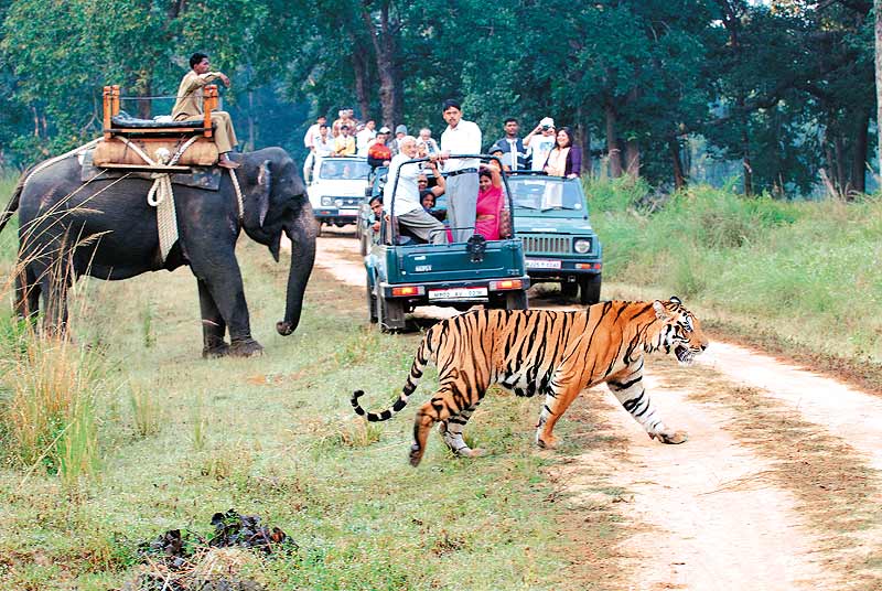 Thrilling Jim Corbett National Park.